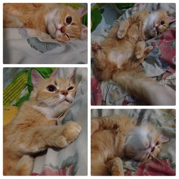 devifebriani's tweet photo. Gemeess! http://t.co/xhm72MeJV0