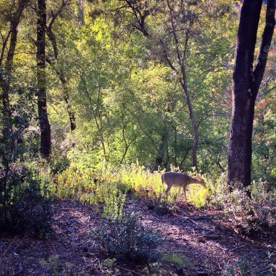 Allophile's tweet image. perfect fall afternoon in deer- &amp;amp; bird-filled #RamseyCanyon down in the #Huachuca mtns behind #SierraVista