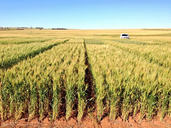 nickjoyceAGT's tweet image. #Mace wheat left &amp;amp; #Corack right at Goomalling #NVT huge yield