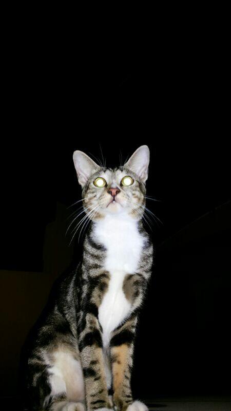 MissLuffy's tweet photo. Taro ;) http://t.co/iSYkZzDBfy