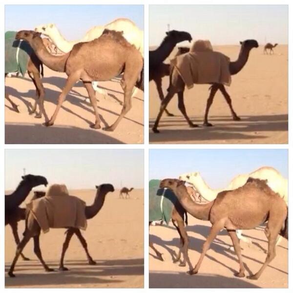 abofaleh6644's tweet photo. @saouddt للبيع مفروده صفرا جدها سلطان هرش دبيان
جوال كويتي ٦٦٤٤٤٣٢٨
جوال سعودي ٠٥٠٢٦٥٣٤٣٩
ريتويت لاهنت http://t.co/7rxFuJljEJ