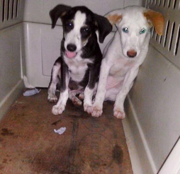 Embedded image permalink