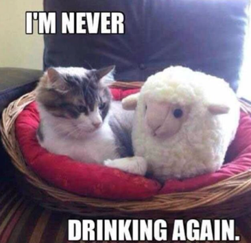 Your Student Shoes tweet media