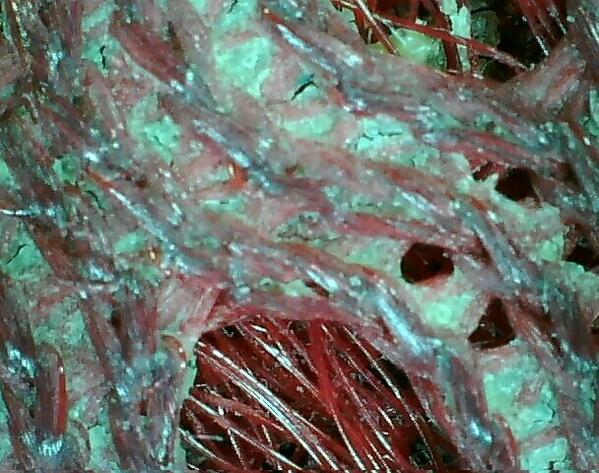 TerriousJ's tweet image. 극장을 독점하다시피 한 대기업. 영화비, 팝콘 값은 자꾸 올리는데, 위생은 진드기 검출된 지하철 의자보다도 더 더럽게 방치. 때낀극장 의자 현미경 촬영 사진입니다.
m.sbs.co.kr/news/sbsnews/n…