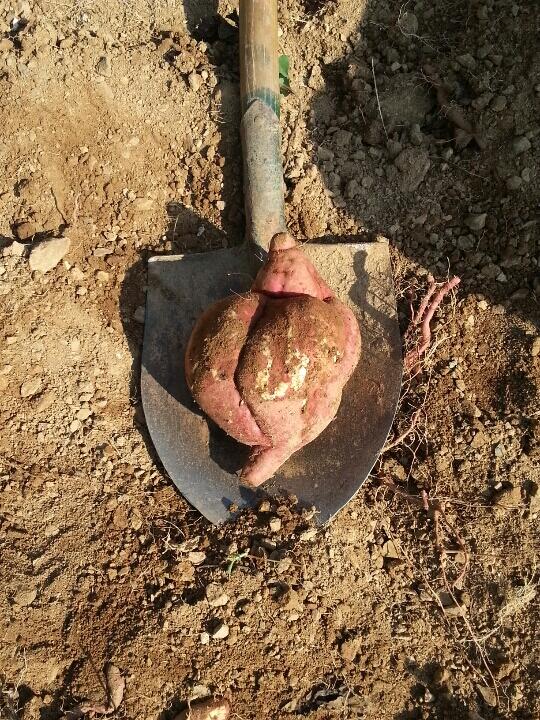 lyd2004's tweet image. 통닭이라불리우는 고구마
수확했습니다!