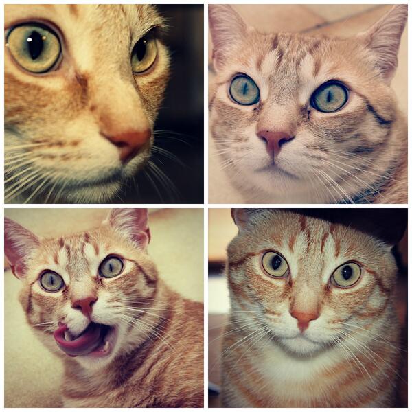 muerezorra19's tweet photo. Losé, mi gato os ha enamorado http://t.co/vh7eDmrci9
