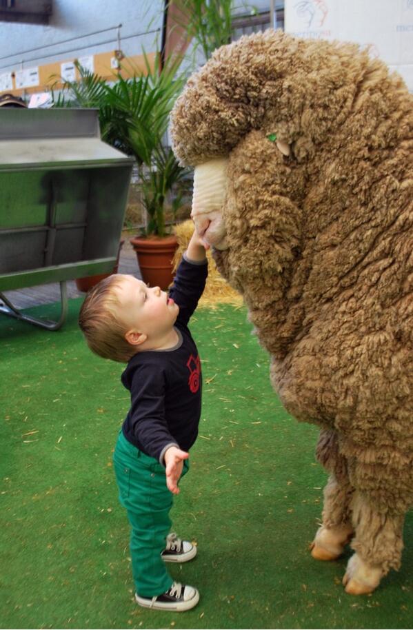 struanp's tweet photo. Best photo ever!! @adelaideshow #Collinsville #PollMerino http://t.co/C7S3bws0di