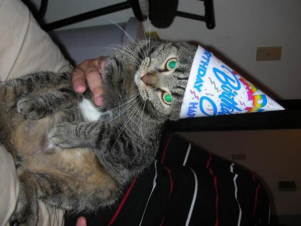 MMeebles's tweet image. HAPPY BIRTHDAY @KatieGonick I hope you have a purrrfect day