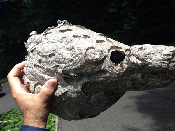 madmantid's tweet photo. I've done many Bald Faced Hornet services over the years, but this shape was the most unusual! Jason?! http://t.co/Gb29IkWVbg