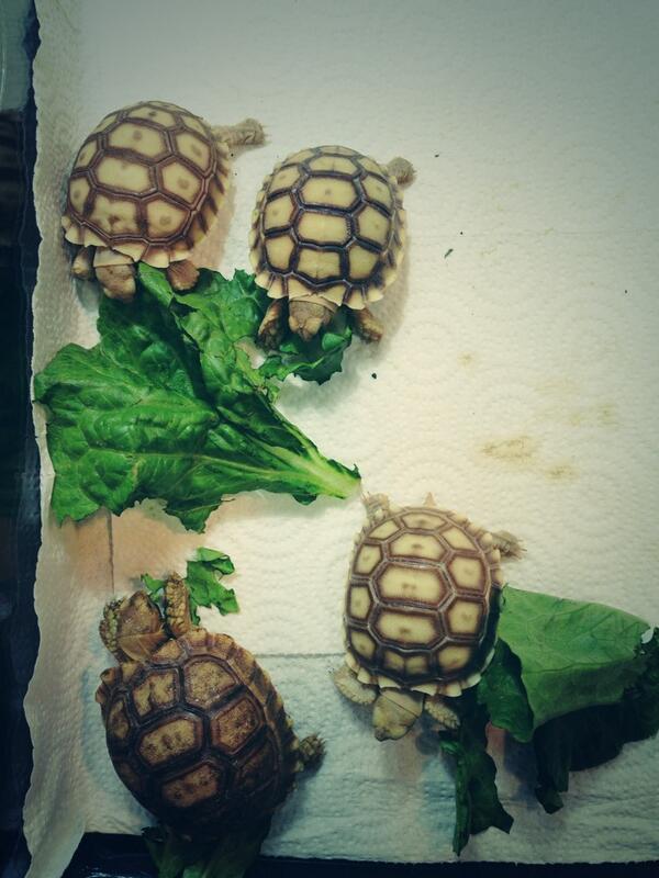 KY Reptile Expo (KYReptileExpo) Twitter