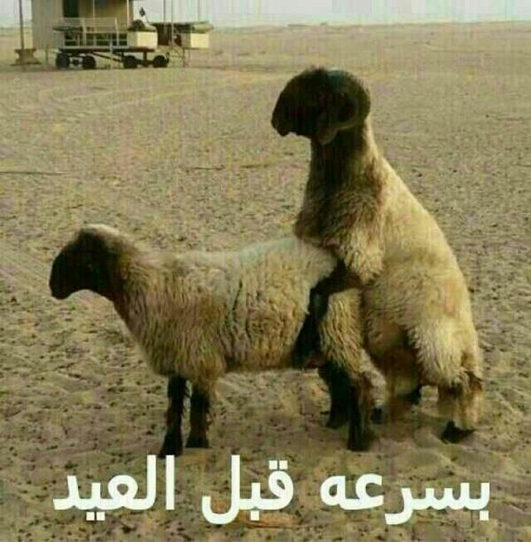 ma7tajik's tweet photo. بسرعة قبل العيييييد..ههههه http://t.co/E6Fnq6nXVp