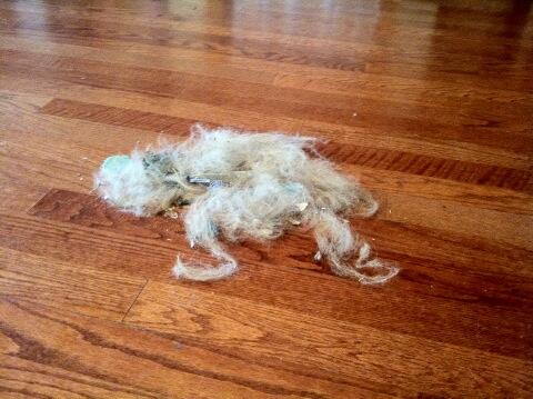 basherJAD's tweet photo. While sweeping the floor I found another dog! http://t.co/DejuhhlHqp