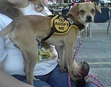 friendsrescue's tweet photo. #dogoftheweek This little guy's name is Bud. He is up for adoption! Let's find this little guy a new home. http://t.co/njDtZgMj7o