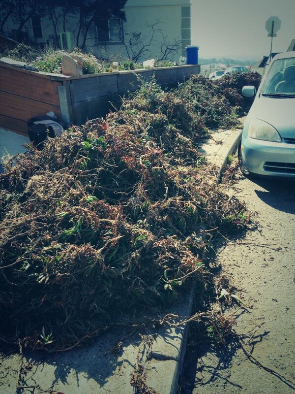 NataziaEJS's tweet photo. Exhausted from pulling mass amounts of ice plant #conservationbioUSF http://t.co/nRyeYUCCci