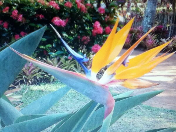 edgington16's tweet photo. #Hawaii #FunStuf #Random #Flower #Laughs #Smiles #Amazing http://t.co/KoPUDKFPC7