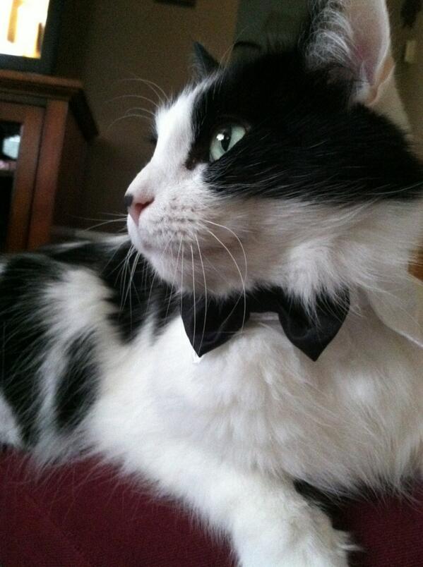 PaigeKalthoff's tweet photo. Okay so my cat's wearing a bow tie and it's absolutely adorable😍 http://t.co/nAjViGj3GX