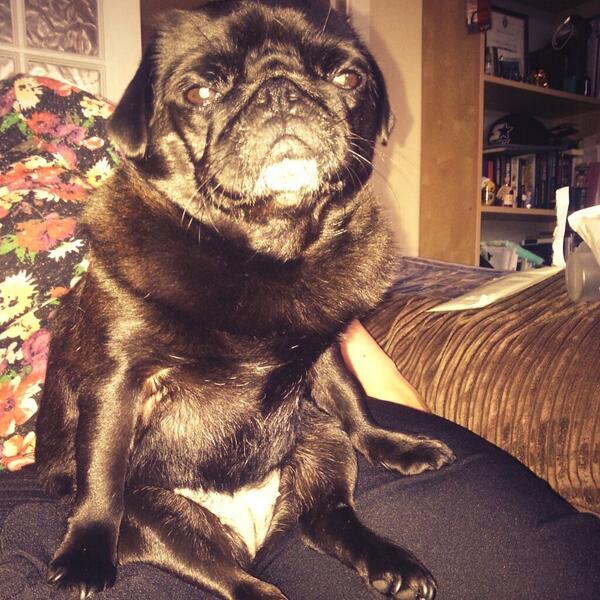 bobby0's tweet image. Coco the #pug looks happy.