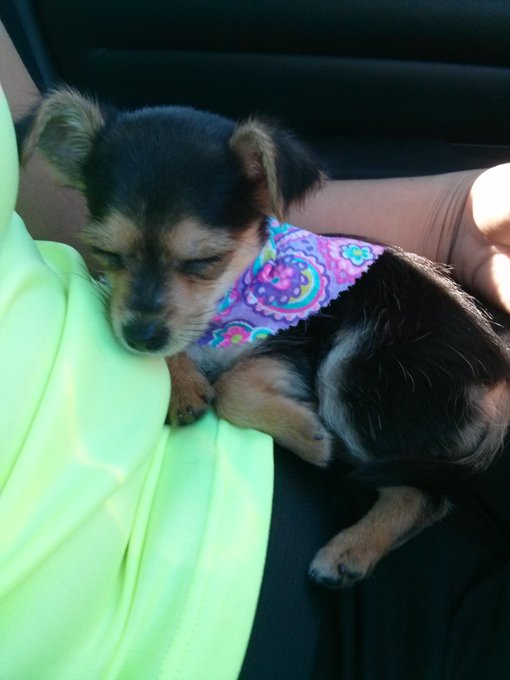 I couldn't help it.. I had to adopt this cute little girl today. I've never had a dog so small lol! http://t<a href="/tag/gymlife"class="tags"><span>#gymlife</span></a><a href="/tag/fitchick"class="tags"><span>#fitchick</span></a>