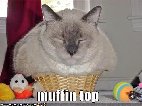 fat cats fatcats13 twitter