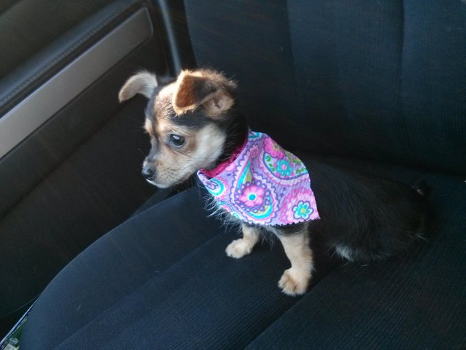 "Going on my first car ride, dudes..." http://t.co/tZbM6e6mqV<a href="/tag/gymlife"class="tags"><span>#gymlife</span></a><a href="/tag/fitchick"class="tags"><span>#fitchick</span></a>