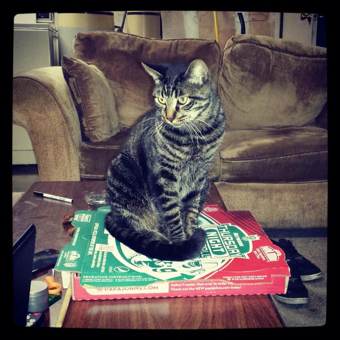 My room mate just sent this to me from home. My baby just wants pizza and doesn't even miss me:( http://t<a href="/tag/checkmeowt"class="tags"><span>#checkmeowt</span></a>