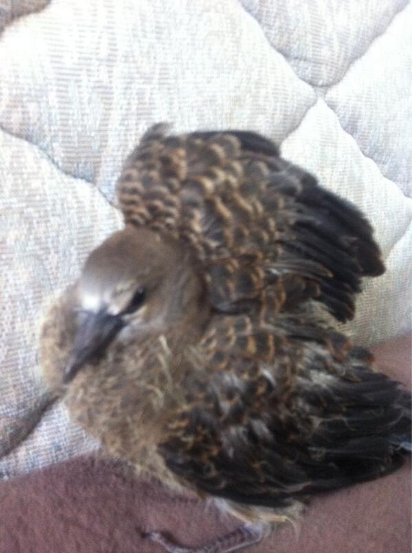 海沢塩風  tweet media