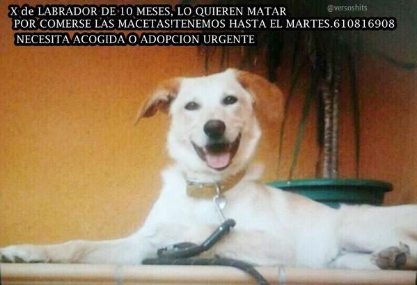 LE QUIEREN MATAR EL MARTES POR COMERSE LAS MACETAS! AYUDA! @Antoniasanjua <a href="/Adopta_Acoge/">Adopta.Acoge.es</a> <a href="/ADOPTAENESPANA/">ADOPTA EN ESPAÑA</a> <a href="/AscaanHU/"> Huellas Unidas</a>