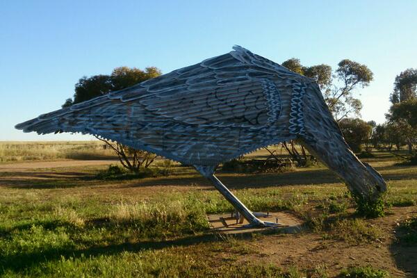 Baabau's tweet image. A large malleefowl at Patchewollock.
#Mallee #malleefowl #Patchewollock