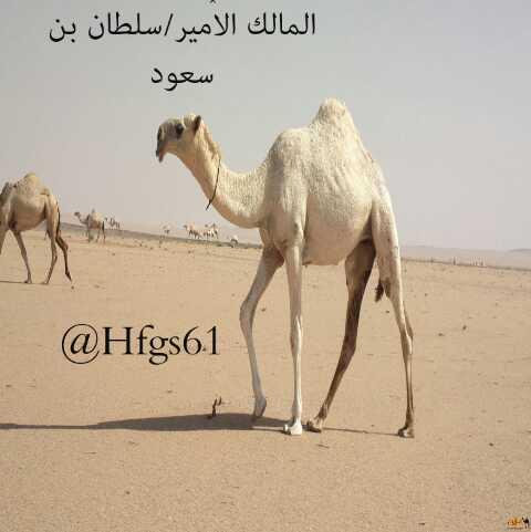 saouddt's tweet photo. http://t.co/z1blP8XpSA