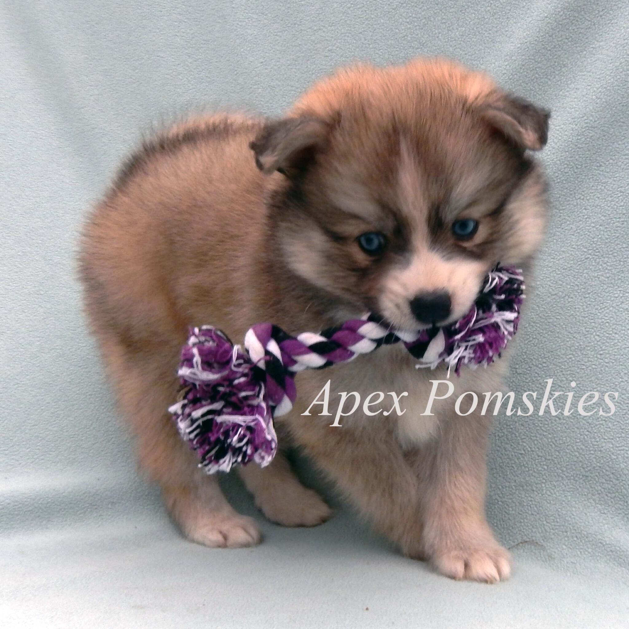 Apex pomsky discount