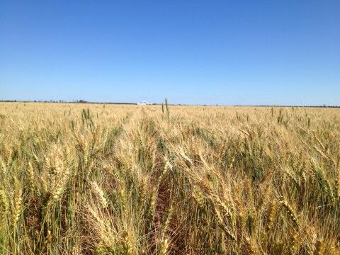 bobnixon11's tweet image. AGT Corack bulk up. Good variety but not impressed with off types. Nice crop. 144mm GSR. #Corack purity.