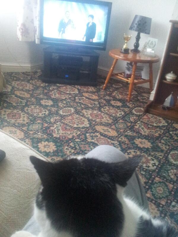 Cat watchin Superman 2