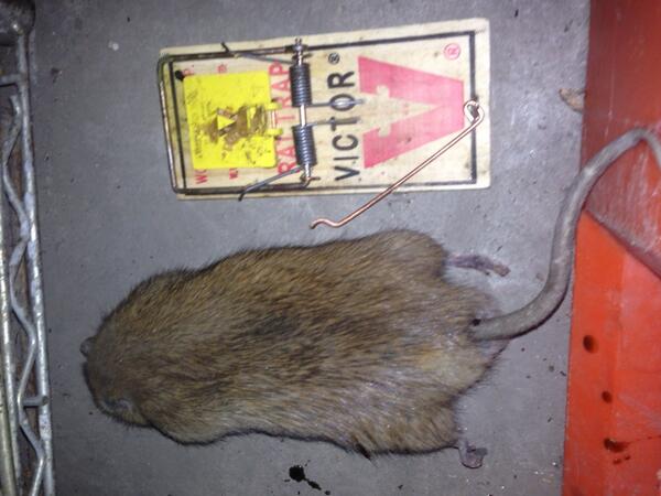 madmantid's tweet photo. This is the largest Norway rat I've ever trapped. Traditional rat trap + crunchy peanut butter did the trick http://t.co/GNjxMazKHQ