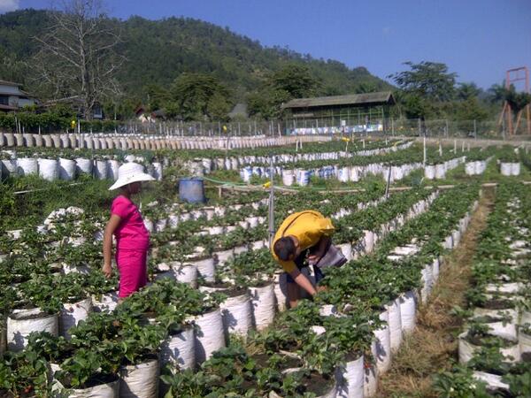 dianasuryanto's tweet photo. Panan strawberry yuukkkk....=))¸.•♥Asiik\=D/¸.•**•.¸Asiik=))¸.•♥.. http://t.co/BO9ocwyJ4h
