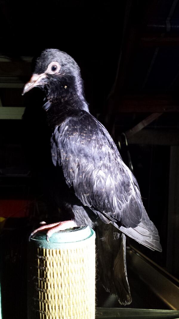 Met this bird last night #rosiecan