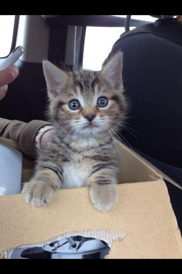 Mandyxx89's tweet photo. @angharadvaughan u will appreciate my friend's new kitten 😻 http://t.co/8cyScMBytV