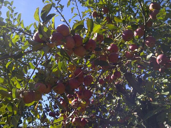 PolskaPrncss's tweet photo. @awesomemitten Country Mill Charlotte, MI apple picking http://t.co/zWUKCT9VZs