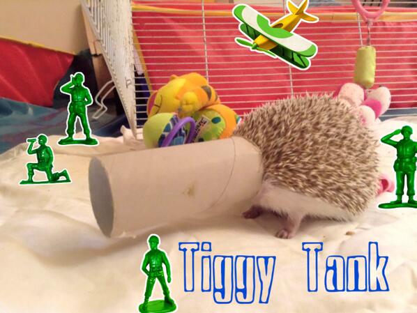 shellandgav's tweet photo. My Tiggy, playing "Tank".. http://t.co/NHckopGg16