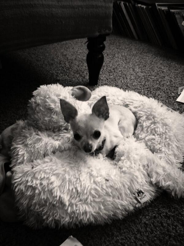 Seashellsnlace's tweet image. My Nellie keeping me company with my paper #comp2 #cuddles