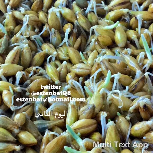 estenbatQ8's tweet photo. #الشعير المستنبت
#دعم الاعلاف
#الكويت
#قطر
#الاعلاف
#kuwait http://t.co/oTWgvCZAfJ