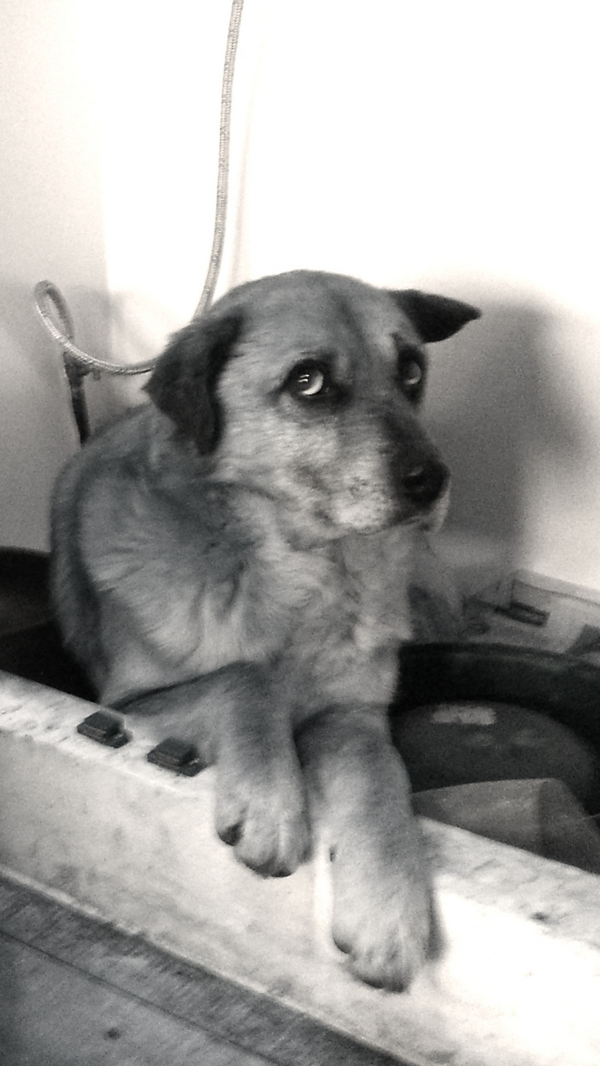 jorral's tweet photo. @perdimituiter hola estaba escondido abajo de la estufa. Saludos! http://t.co/gK7LbCwUvG