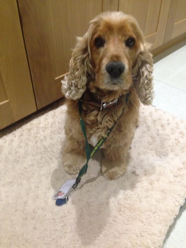 katehumphries's tweet photo. Bailey showing off his new work badge #boss #readyforwork http://t.co/CyD8un4XoX