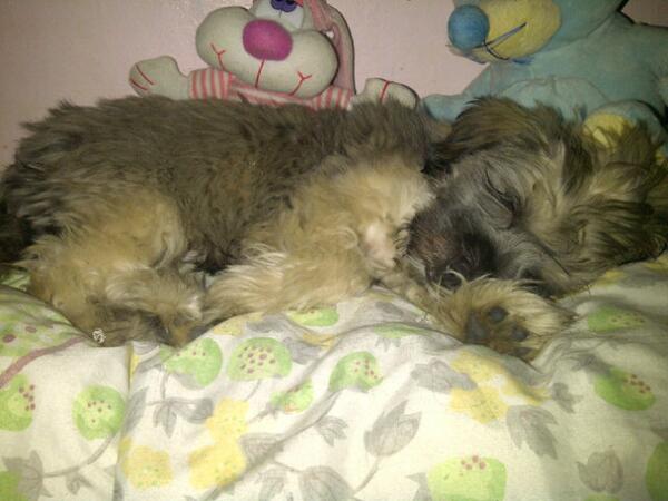 jaquelinGL's tweet photo. La princesa de la casa @danypili ♥ http://t.co/h7I5wp1oAL