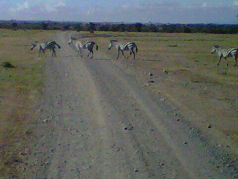 angieys35's tweet image. Zebra crossing now with photo @olpejeta! #MKTE
