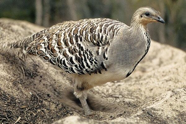 Common Name: Malleefowl
Scientific Name: Leipoa ocellata
Location: Australia
Status: Vulnerable