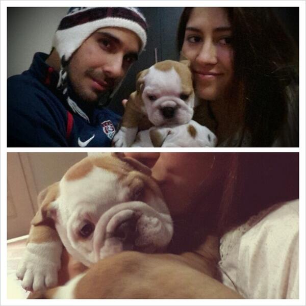 AraPella's tweet photo. Vendemos 2 bulldog hermosos!! http://t.co/XjZyjbPDEM