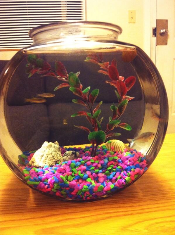SkyWalker_96's tweet image. New pets. #5fish #1snail