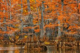 Todays Fall Favorite: New Orleans, LA. Spooky swamps, a Voodoo Music Fest, & USA's Top Haunted Tours! #frightfulfun