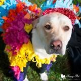 WagsForHope's tweet photo. Howl-o-wine is Oct 19 join the fun at SMV Winery from 12 to 5 and support Wags For  Hope http://t.co/Uum6Ht0P1b