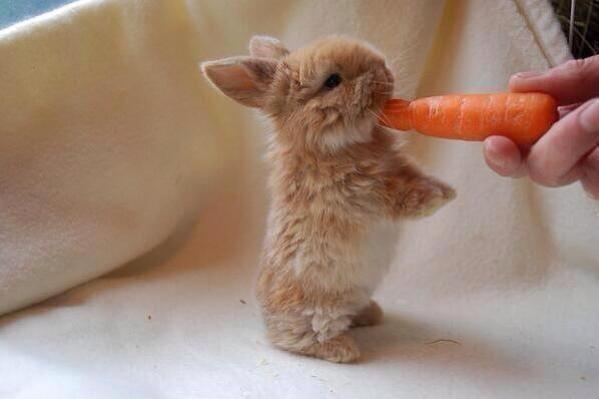 _Paisajes_'s tweet photo. Un conejo diminuto, disfrutando de una zanahoria. ¿Te gusta? http://t.co/wEA03WSucP